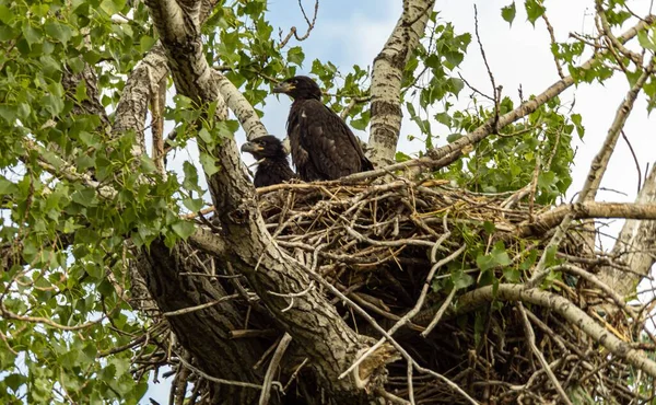 Yuvaya tünemiş iki kel kartalın alçak açılı görüntüsü