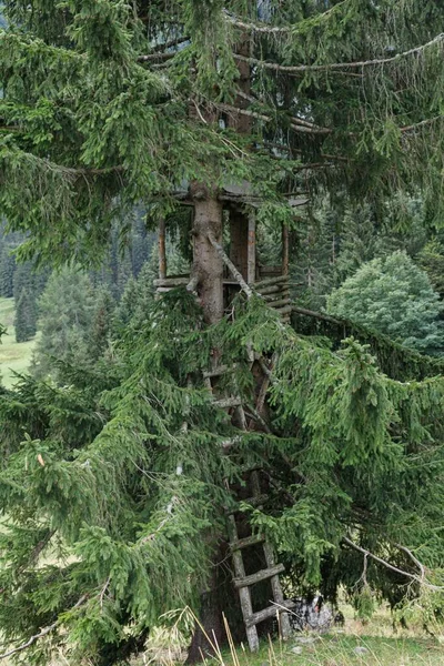 Hög Jaktplats Den Gröna Skogen — Stockfoto