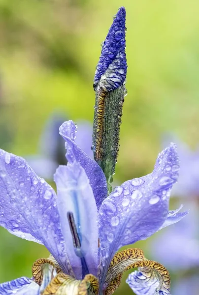 Eine Vertikale Aufnahme Der Ungeöffneten Blauen Iris Mit Tau Hidcote — Stockfoto