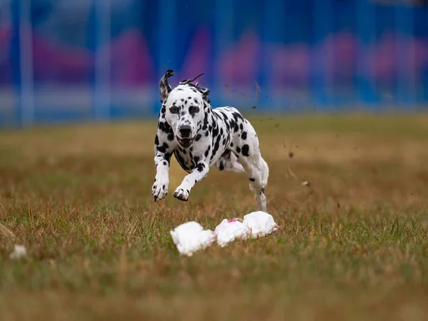Grund Fokus Skott Renrasig Dalmatiska Hund Som Körs Det Gröna — Stockfoto