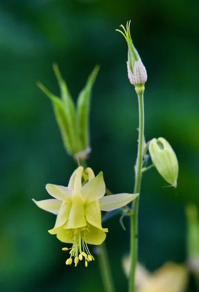 Vertical Close Yellow Columbine Aquilegia Flavescens Garden — Stock Photo, Image