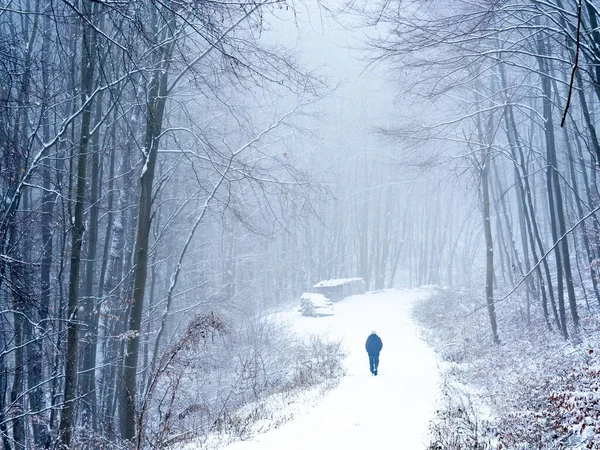 Bir Adam Wassergspreng Avusturya Ormanda Yürüyor — Stok fotoğraf