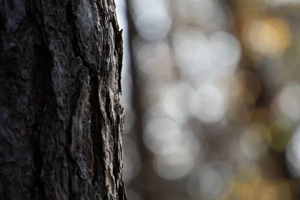 ぼやけた背景に茶色の木のクローズアップショット — ストック写真