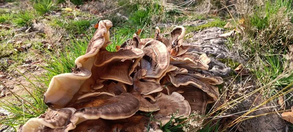 Tiro Panorâmico Cogumelos Marrons Uma Floresta — Fotografia de Stock