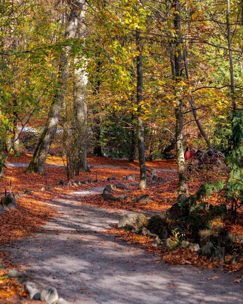 Μια Κάθετη Λήψη Ενός Μονοπατιού Μέσα Από Ένα Φθινόπωρο Δάσος — Φωτογραφία Αρχείου