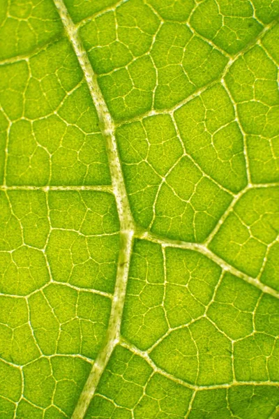 壁紙や背景のための太陽の下で緑の葉のマクロショット — ストック写真