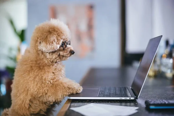 stock image A cute fluffy toy poodle working on a computer looking at the screen