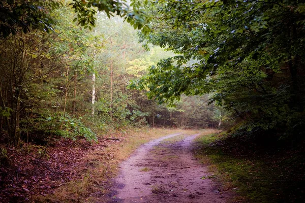 Ένα Μονοπάτι Ένα Δάσος Ένα Θολό Πρωινό — Φωτογραφία Αρχείου
