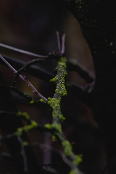 Tiro Vertical Musgo Sobre Árbol Bosque Oscuro Frío — Foto de Stock