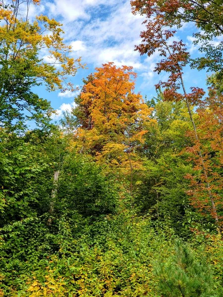 一片被秋天茂密的树木环绕的森林 — 图库照片