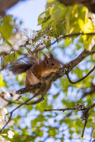 Pionowe Zbliżenie Uroczej Wiewiórki Wiśniowym Drzewie — Zdjęcie stockowe