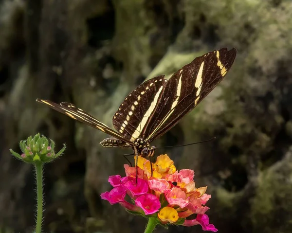 Ένα Κοντινό Πλάνο Μιας Πεταλούδας Zebra Longwing Ένα Λουλούδι Της — Φωτογραφία Αρχείου