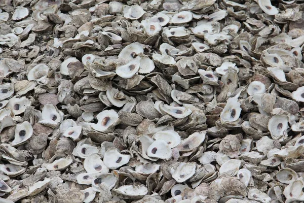 Les Coquillages Sur Plage Chesapeake Bay États Unis — Photo