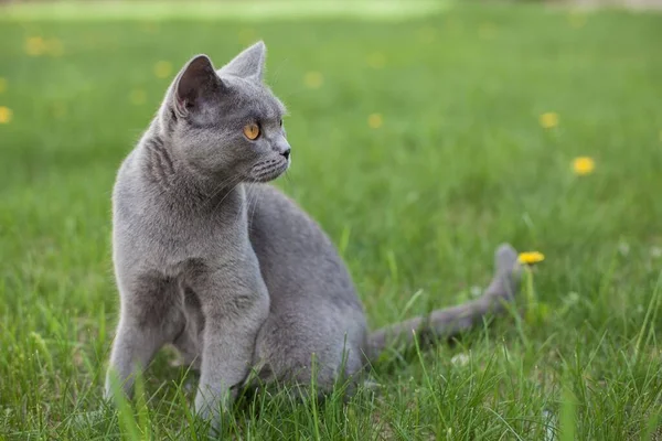 Gyönyörű Kilátás Egy Szürke Macskára Sárga Szemekkel Kertben — Stock Fotó