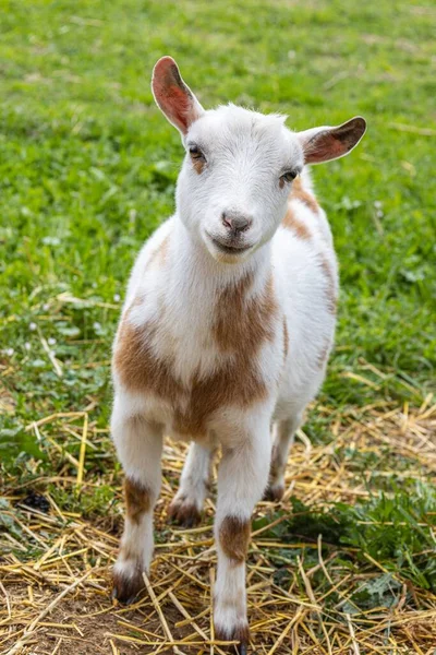 Vertical Close View Nigerian Dwarf Goat Field — Stock Photo, Image