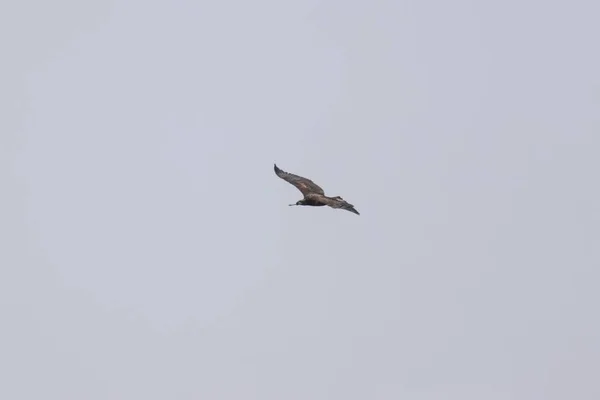 Joven Águila Calva Volando Cielo — Foto de Stock