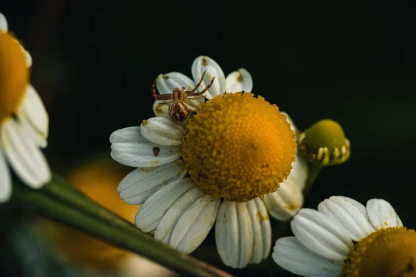 Arka Planda Bulanık Bir Bahçede Papatya Çayı Üstünde Bir Örümceğin — Stok fotoğraf