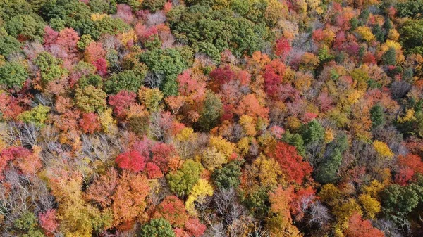 Μια Εναέρια Κάτοψη Ενός Δάσους Γεμάτο Πολύχρωμα Δέντρα Φθινόπωρο — Φωτογραφία Αρχείου