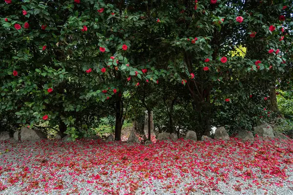 美丽的绿树成荫 红玫瑰花瓣绽放 落在地上 — 图库照片