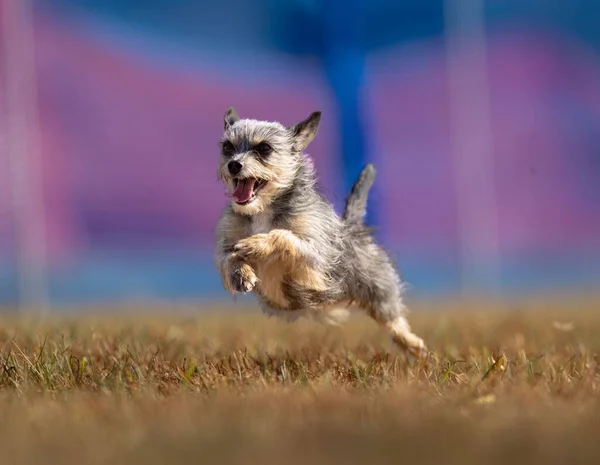 Australiensisk Terrier Hund Som Springer Gräset Fältet Solig Dag Med — Stockfoto