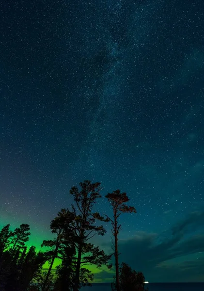 Svislý Nízký Úhel Borovic Proti Hvězdnaté Noční Obloze Aurora Borealis — Stock fotografie