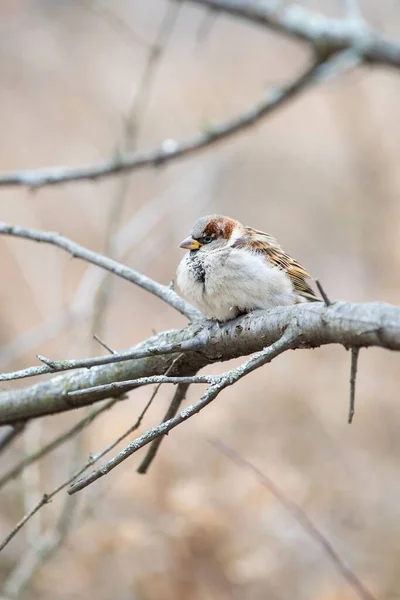 一只可爱的小麻雀坐在森林干枯的树枝上的特写镜头 — 图库照片