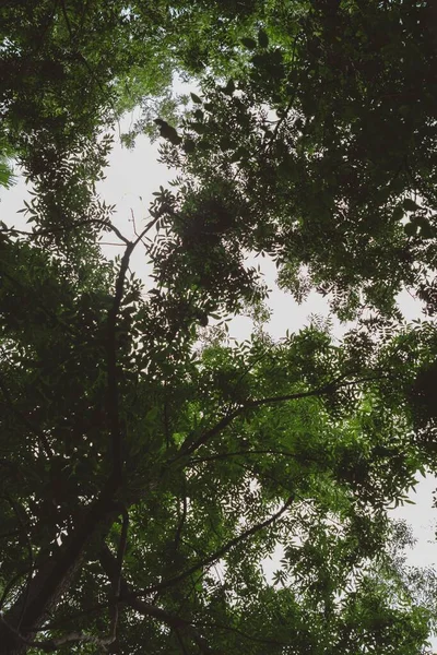 Krásný Pohled Čerstvé Zelené Listy Větvích Lese Při Východu Slunce — Stock fotografie