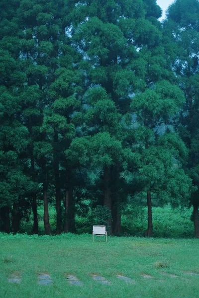 Pionowe Ujęcie Pięknego Parku Botanicznego Bujnymi Drzewami Trawiastymi Polami Ścieżką — Zdjęcie stockowe