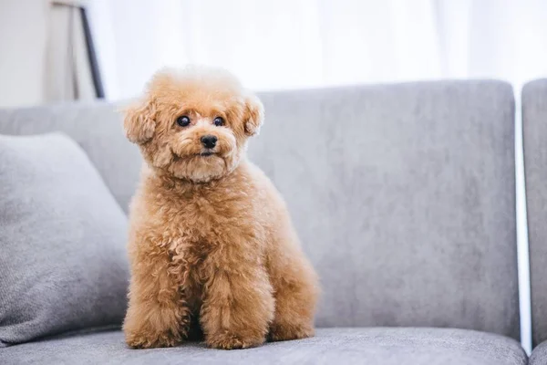 A close-up of a cute fluffy toy poodle sitting on a gray sofa