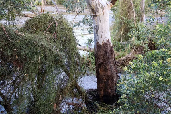 大雨で倒木の枝が倒れた後のヴェリビー川の景勝地 — ストック写真