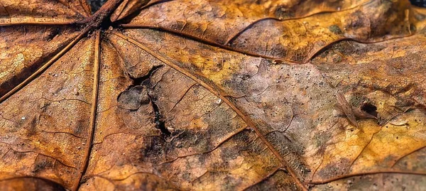 Closeup Wilted Brown Fall Leaf Texture — Stock Photo, Image