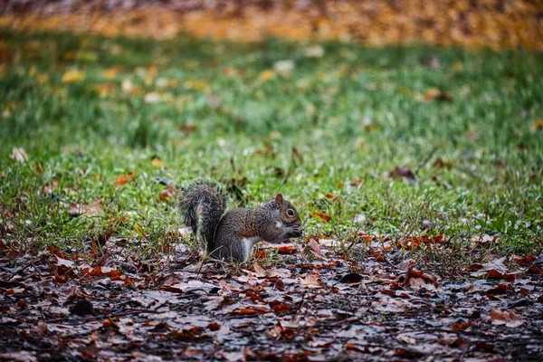 Tiro Bonito Esquilo Bonito Que Está Folhas Coloridas Outono Parque — Fotografia de Stock