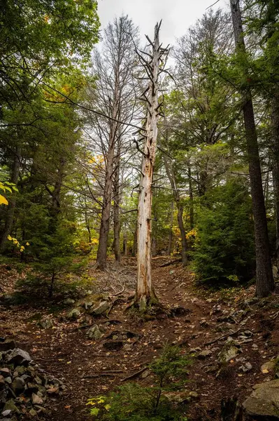 A beautiful view of colorful trees in the forest