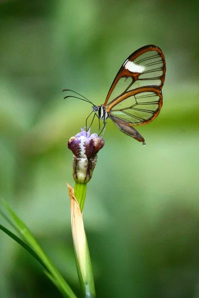 Eine Vertikale Makroaufnahme Eines Glasswing Schmetterlings Auf Einer Pflanze Auf — Stockfoto