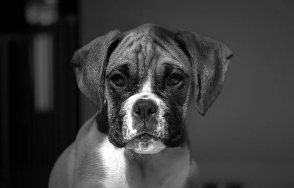 Nahaufnahme Eines Braunen Boxerhundes Der Direkt Die Kamera Starrt — Stockfoto