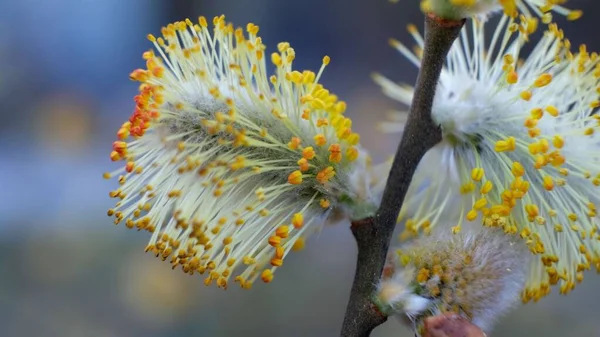 Closeup Great Sallow Tree Flowers Beautifully Bloomed White Yellow Petals — Stock Photo, Image