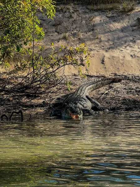 Вертикальный Снимок Американского Аллигатора Берегу Озера Деревне — стоковое фото
