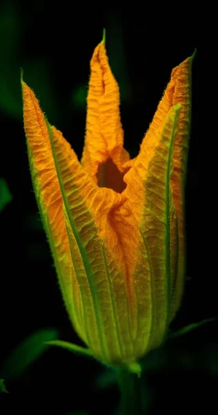 Ένα Κοντινό Πλάνο Από Λουλούδι Κολοκύθας Field — Φωτογραφία Αρχείου