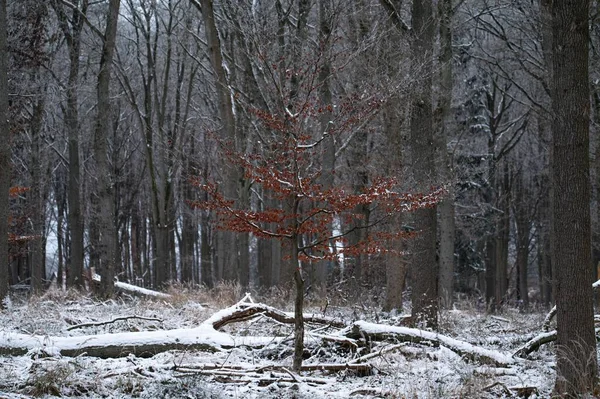 stock image A scenic shot of trees and logs covered in snow in a forest during winter