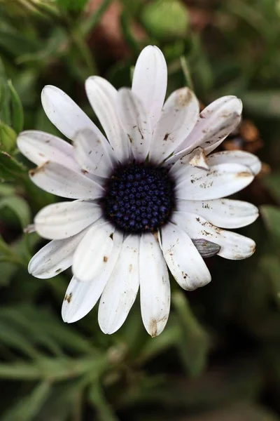 Beyaz Bir Osteospermum Afrikalı Daisy Nin Yapraklarla Çevrili Yakın Çekimi — Stok fotoğraf