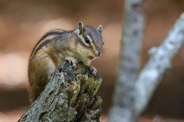 一只美丽的花栗鼠在背景模糊的木头上的特写镜头 — 图库照片
