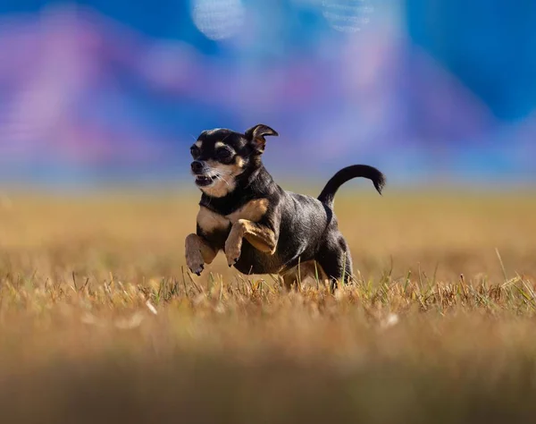在阳光灿烂 背景模糊的日子里 一只奇瓦瓦犬在田野的草地上奔跑 这是一张浅浅的焦距照 — 图库照片