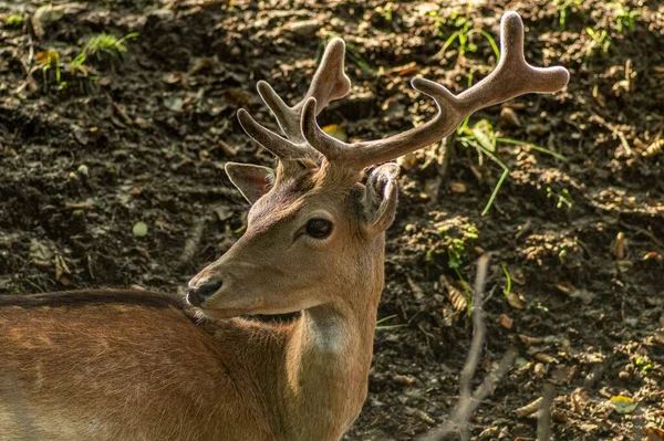 Gros Plan Cerf Sika Dans Une Forêt — Photo