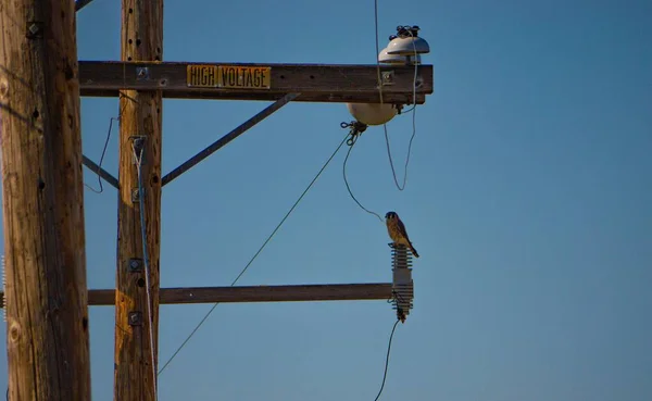 Una Vista Cerca Pájaro Posado Poste Luz Eléctrica — Foto de Stock