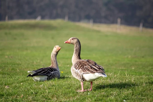View Beautiful Toulouse Goose Couple Relaxing Green Field — Stock Photo, Image