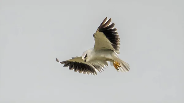 Papagaio Asa Preta Elanus Caeruleus Voando Céu — Fotografia de Stock