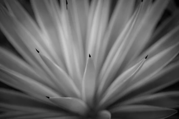 Eine Nahaufnahme Aus Dem Inneren Einer Blume Schwarz Weiß — Stockfoto