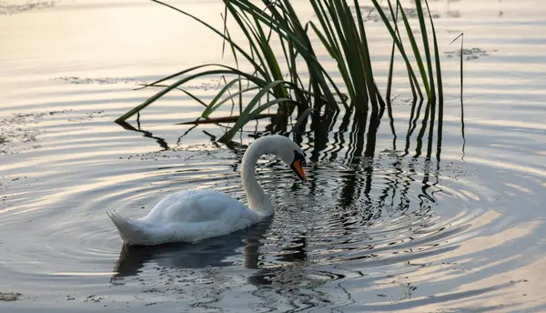 Nahaufnahme Eines Weißen Schwans Einem Teich — Stockfoto