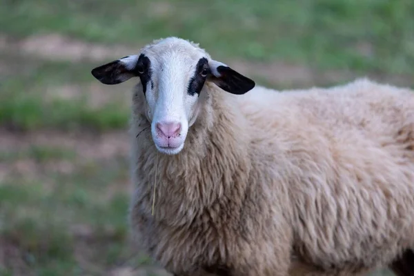 ふかふかの毛皮を持つ国内の羊と 農場の芝生の上で黒い耳の正面図 — ストック写真