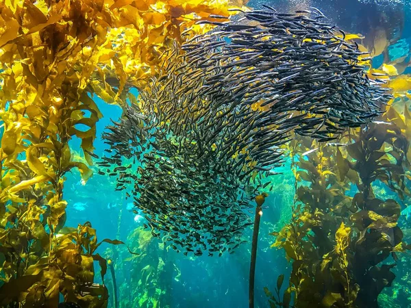 Пачка Риб Які Плавають Через Морські Водорості Ламінарії Під Водою — стокове фото